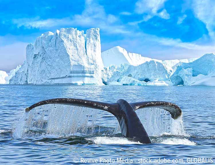 Walbeobachtung in der Arktis