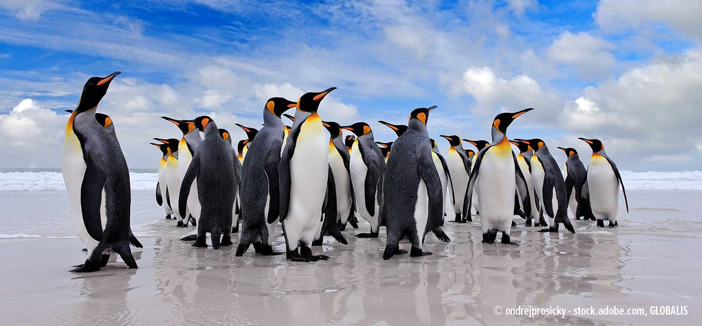 Frühlingserwachen in der Antarktis - Große Expeditionsroute intensiv